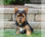Small #1 Yorkshire Terrier