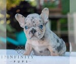 Small French Bulldog