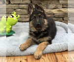 Small Photo #23 German Shepherd Dog Puppy For Sale in LENOIR, NC, USA