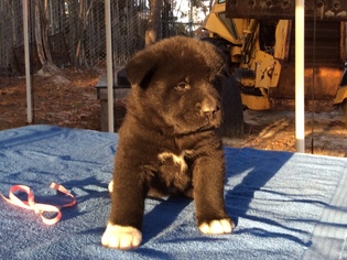 Akita Puppy for sale in AIKEN, SC, USA