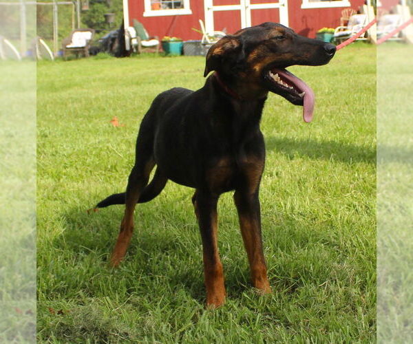 Medium Photo #1 Doberman Pinscher Puppy For Sale in Holly Hill, SC, USA