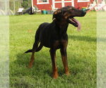 Small Doberman Pinscher