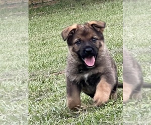 German Shepherd Dog Puppy for Sale in OCALA, Florida USA