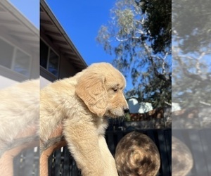 Golden Retriever Puppy for Sale in MONTEREY, California USA