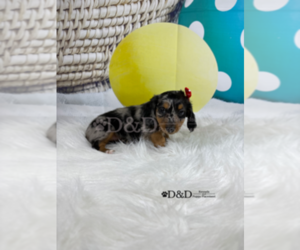 Dachshund Puppy for Sale in RIPLEY, Mississippi USA