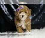 Small #4 Poodle (Toy)