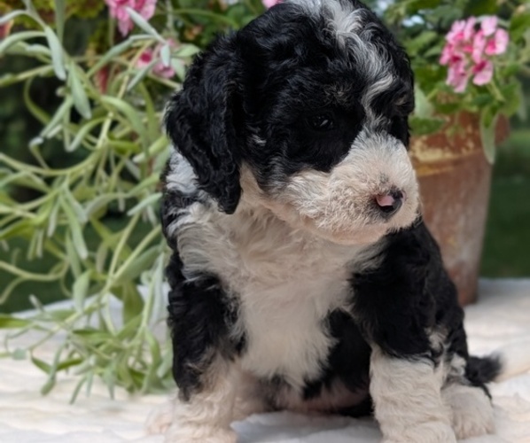 Medium Photo #86 Miniature Bernedoodle Puppy For Sale in GOSHEN, IN, USA