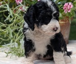 Small #4 Miniature Bernedoodle