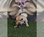 Small Photo #12 French Bulldog Puppy For Sale in BALBOA, CA, USA