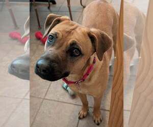 Mutt Dogs for adoption in Shelburne, VT, USA