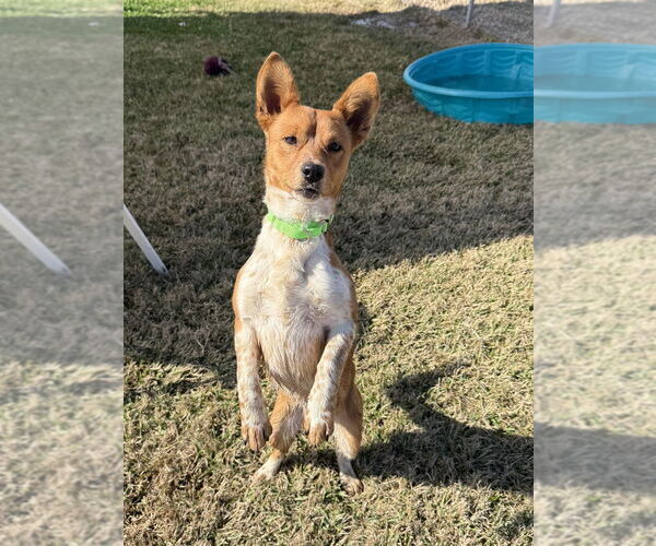 Medium Photo #4 Mutt Puppy For Sale in San Leon, TX, USA