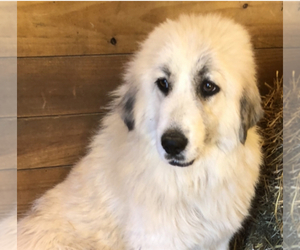 Mother of the Great Pyrenees puppies born on 11/20/2021