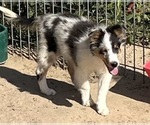 Small #15 Shetland Sheepdog