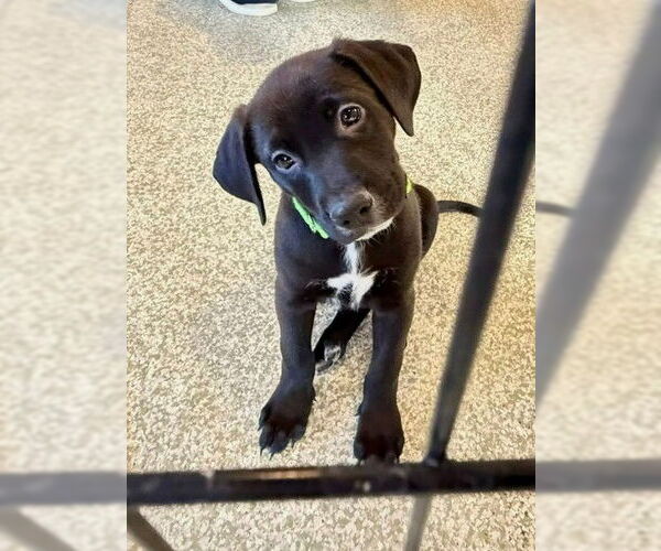 Medium Photo #3 Colonial Cocker Spaniel-Labrador Retriever Mix Puppy For Sale in St. Louis Park, MN, USA