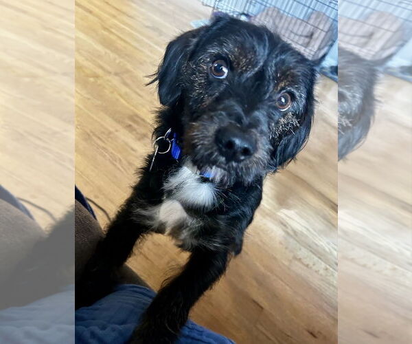 Medium Photo #2 Mutt Puppy For Sale in Omaha, NE, USA