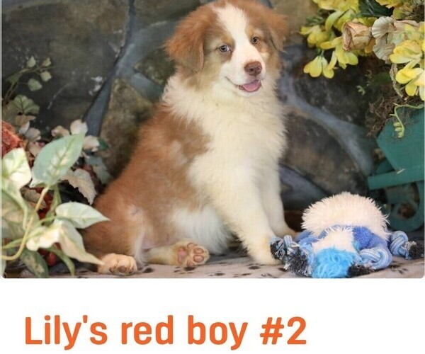Medium Photo #3 Australian Shepherd Puppy For Sale in WESTFIELD, MA, USA