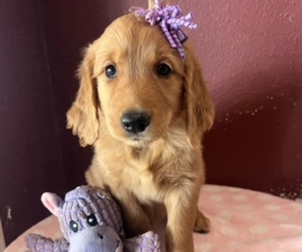 Medium Photo #7 Golden Retriever Puppy For Sale in FRESNO, CA, USA