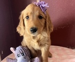 Litter of 10 - Male(s) and Female(s) Golden RetrieverLitter of Puppies for Sale - Photo #7