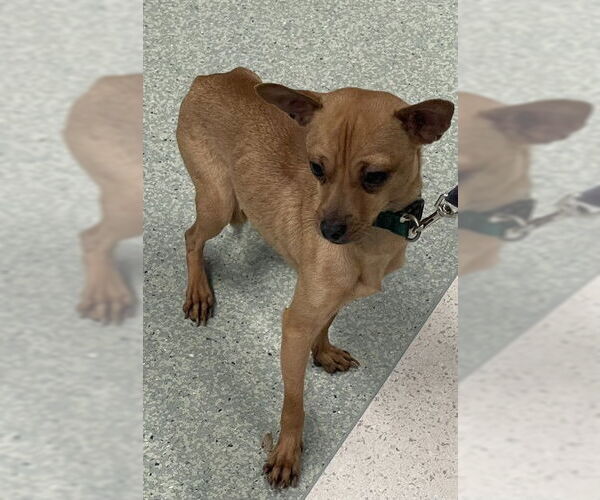 Medium Photo #1 Chihuahua Puppy For Sale in Tallahassee, FL, USA