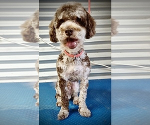 Father of the Pekingese-Poodle (Toy) Mix puppies born on 04/20/2025