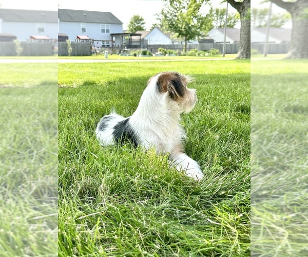 Medium Photo #3 Chorkie Puppy For Sale in GREENFIELD, IN, USA