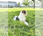 Small #2 Chorkie