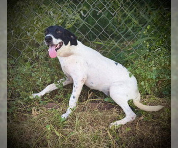 Medium Photo #3 German Shorthaired Pointer-Unknown Mix Puppy For Sale in Pleasanton, TX, USA