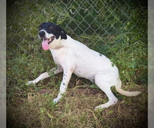 Eastlynn - Female German Shorthaired Pointer-Unknown Mix Dog for Adoption - Photo #3