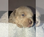 Small Photo #23 American Bully Puppy For Sale in CONCORD, CA, USA