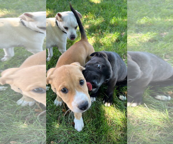 Medium Photo #3 Mutt Puppy For Sale in New London, WI, USA