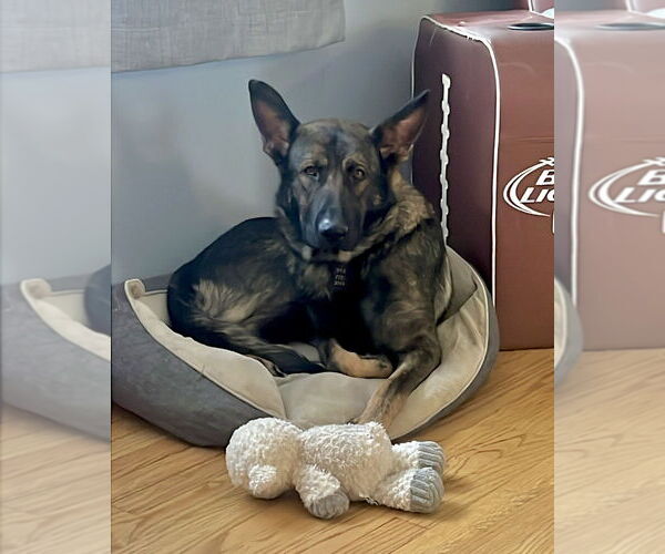 Medium Photo #12 German Shepherd Dog-Unknown Mix Puppy For Sale in Brewster, NY, USA