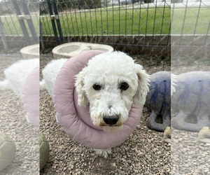 Bichon Frise Dogs for adoption in Mukwonago, WI, USA
