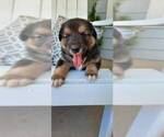 Small Photo #3 Australian Shepherd-Golden Shepherd Mix Puppy For Sale in HAYDEN, ID, USA