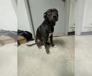 American Staffordshire Terrier-Unknown Mix Dogs for adoption in San Antonio, TX, USA