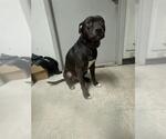 Small American Staffordshire Terrier Mix