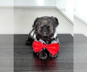 French Bulldog Puppy for sale in FRANKLIN, IN, USA