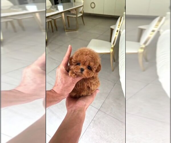 Medium Photo #1 Poodle (Toy) Puppy For Sale in KANSAS CITY, MO, USA