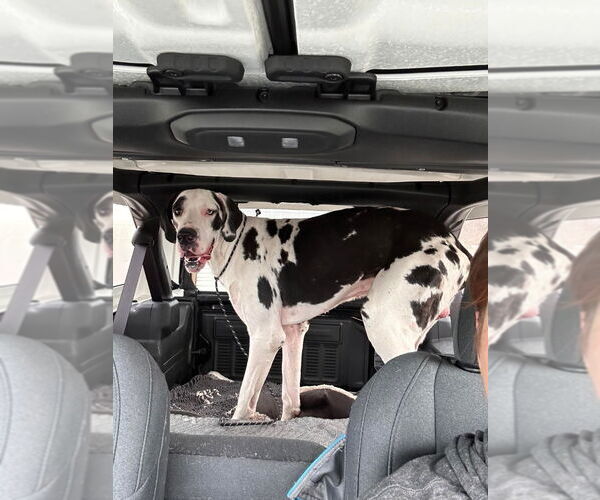 Medium Photo #2 Great Dane Puppy For Sale in Bullard, TX, USA