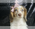 Puppy Rosemary ACA Dachshund