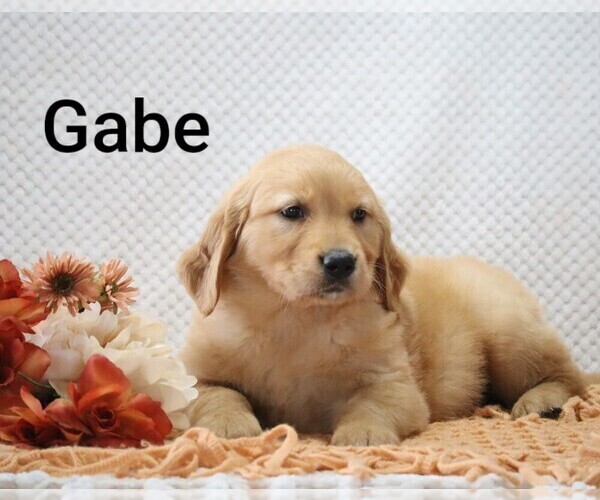 Medium Photo #12 Golden Retriever Puppy For Sale in LOYAL, WI, USA