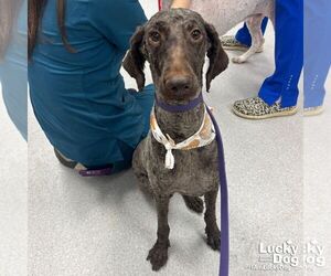 Poodle (Standard)-Unknown Mix Dogs for adoption in Washington, DC, USA