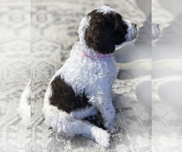 Medium Photo #2 Poodle (Standard) Puppy For Sale in SUFFOLK, VA, USA