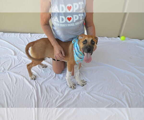 Medium Photo #3 Mutt Puppy For Sale in McKinney, TX, USA