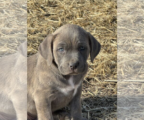 Medium Photo #2 Catahoula Leopard Dog-Unknown Mix Puppy For Sale in Chama, NM, USA