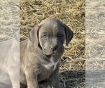 Small #1 Catahoula Leopard Dog Mix