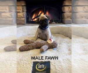 Pug Puppy for sale in GARFIELD, KY, USA