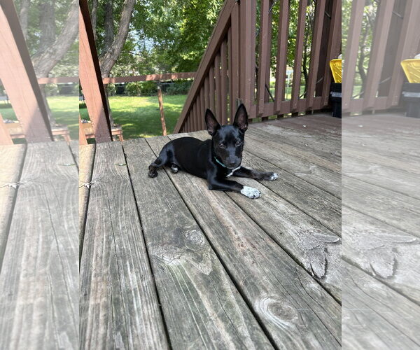 Medium Photo #2 Chihuahua-Unknown Mix Puppy For Sale in Brooklyn Center, MN, USA