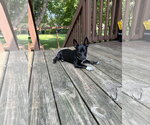 Small #1 Chihuahua Mix