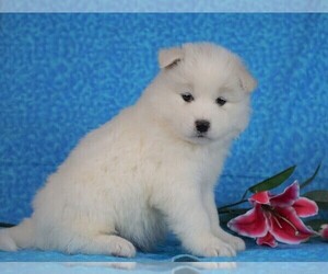 Puppyfinder Com Samoyed Puppies Puppies For Sale Near Me In Ohio Usa Page 1 Displays 10