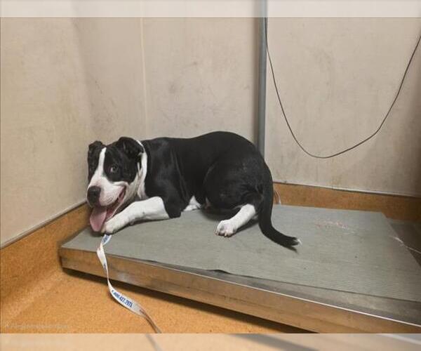 Medium Photo #1 American Pit Bull Terrier-Unknown Mix Puppy For Sale in Martinez, CA, USA